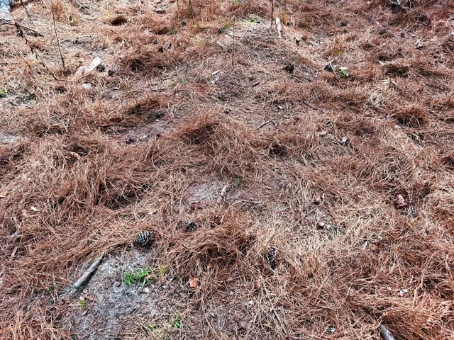 $571,480 | 2400 River Road, Greeleyville, SC 29056