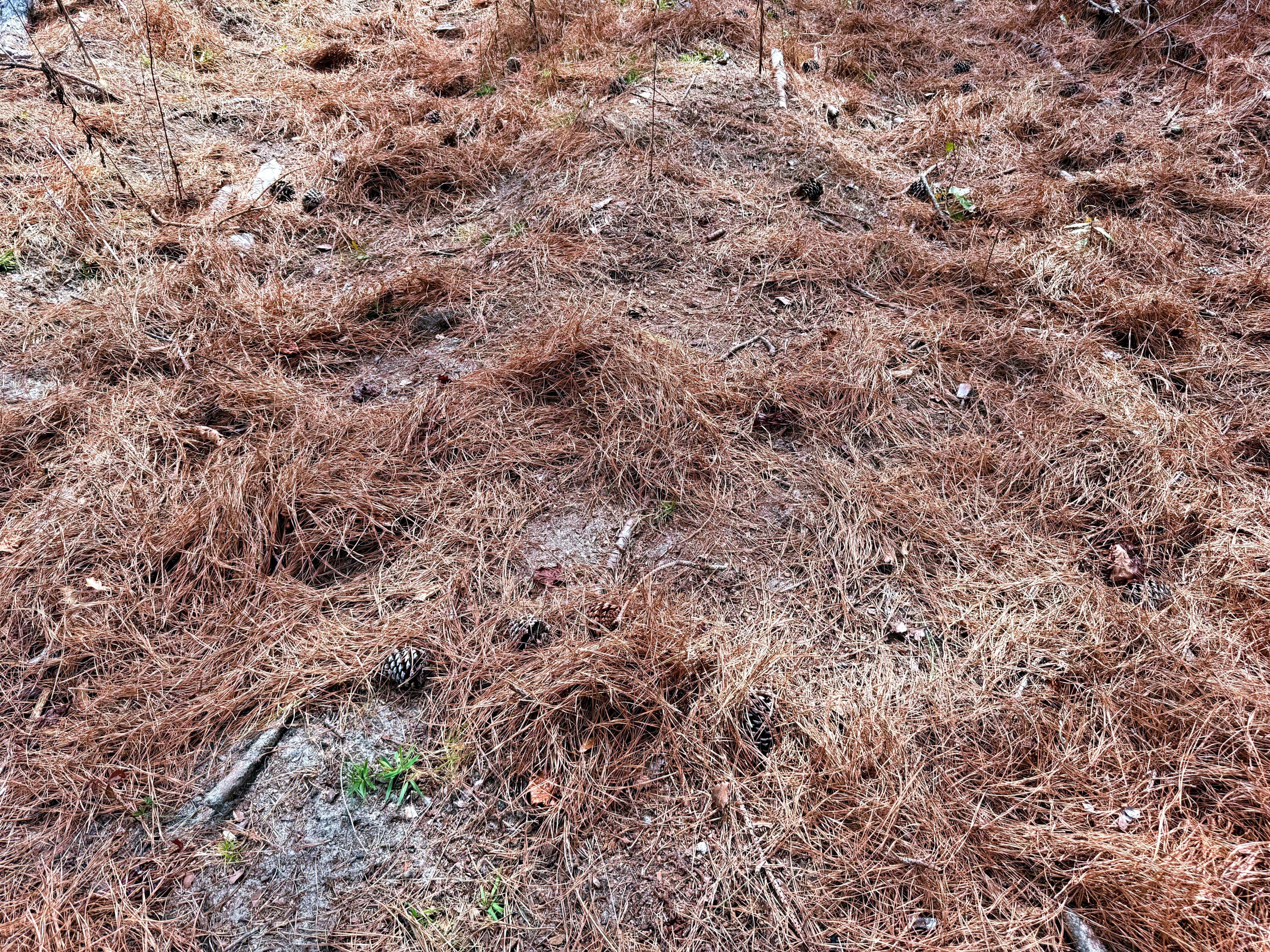 2400 River Road Greeleyville, SC 29056 - Photo 10 of 13 20