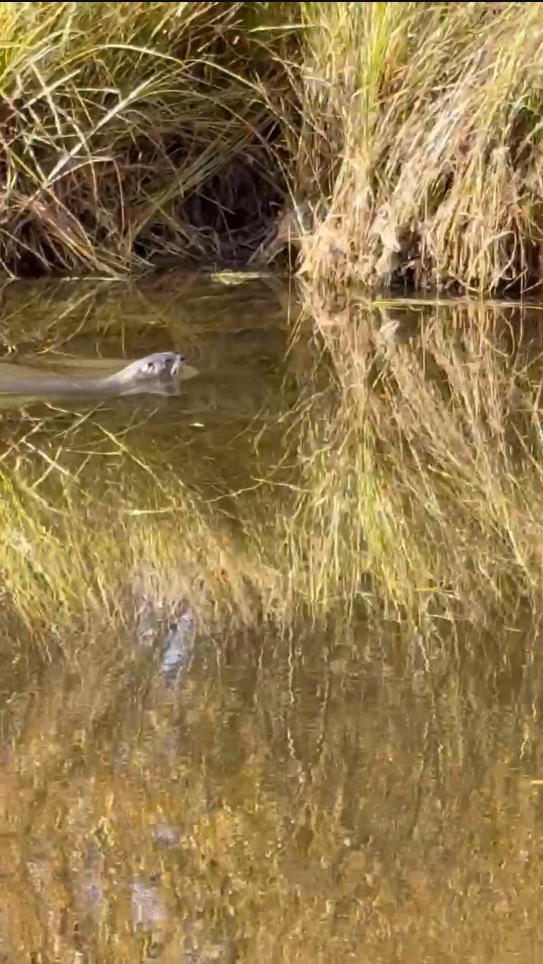 17062 Milky Way Bend, OR 97707 - Photo 37 of 39 Otter swimming by. Photo taken from private dock.