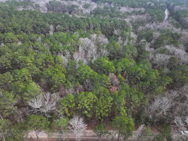 a view of a forest with lush green forest