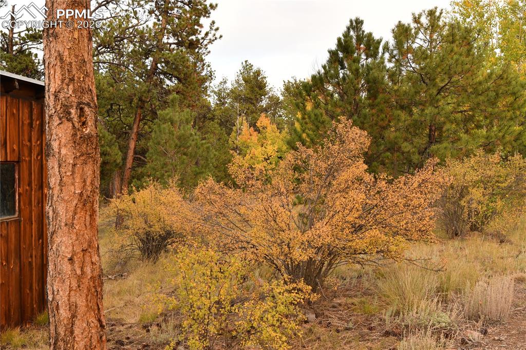 3800 Doe Valley Road Guffey, CO 80820 - Photo 25 of 43 a view of a yard