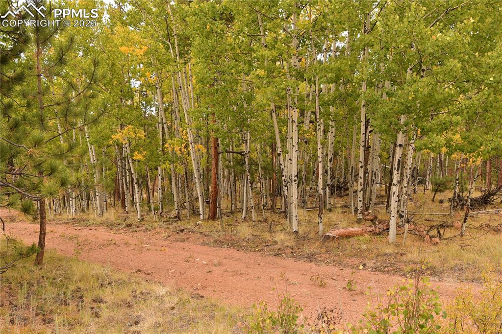 3800 Doe Valley Road Guffey, CO 80820 - Photo 26 of 43 a view of park space