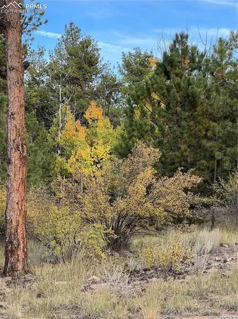 a view of a yard with a tree