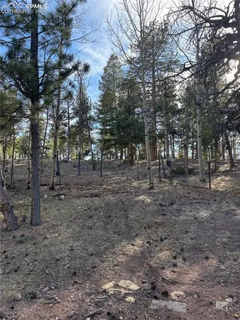 a view of dirt yard with a large tree