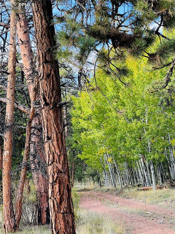 3800 Doe Valley Road Guffey, CO 80820 - Photo 38 of 43 a view of outdoor space and a street view