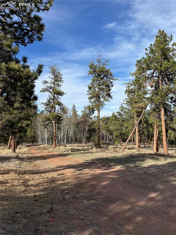 3800 Doe Valley Road Guffey, CO 80820 - Photo 40 of 43 a view of dirt yard with a large tree