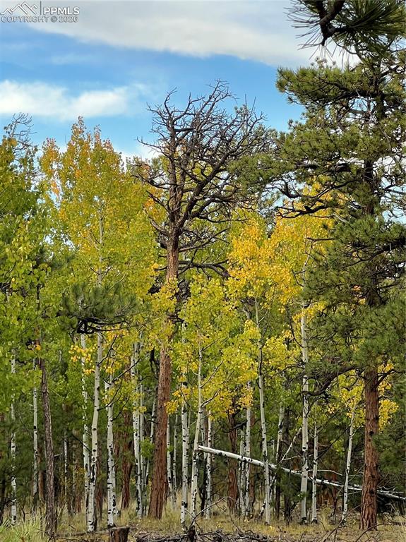3800 Doe Valley Road Guffey, CO 80820 - Photo 41 of 43 a view of a yard