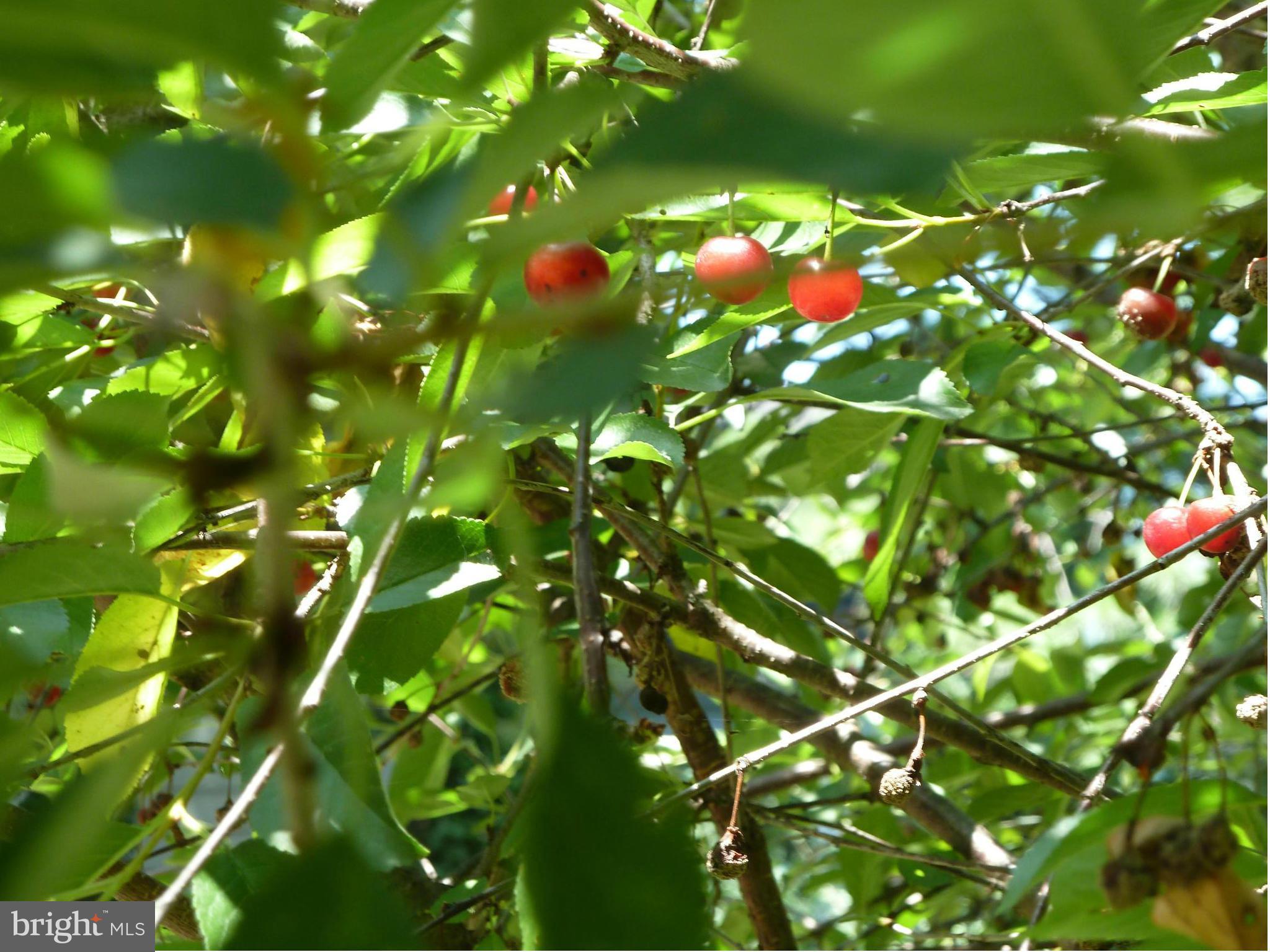 4254 Briars Road Olney, MD 20832 - Photo 28 of 30 Sour Cherry Tree, Peach Tree