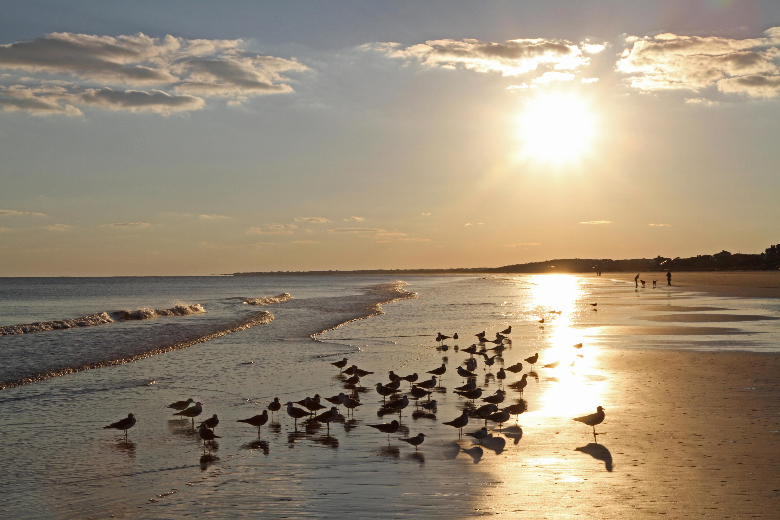 3579 Shipwatch Road Kiawah Island, SC 29455 - Photo 39 of 40 Beach with birds LOW RES
