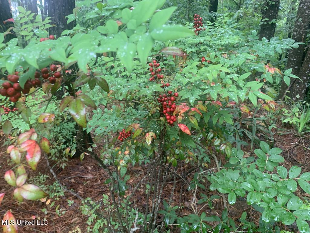 1063 Dry Creek Road Magee, MS 39111 - Photo 11 of 15 c24e9ab3-cf54-4bc8-948e-bbd89f5c6346