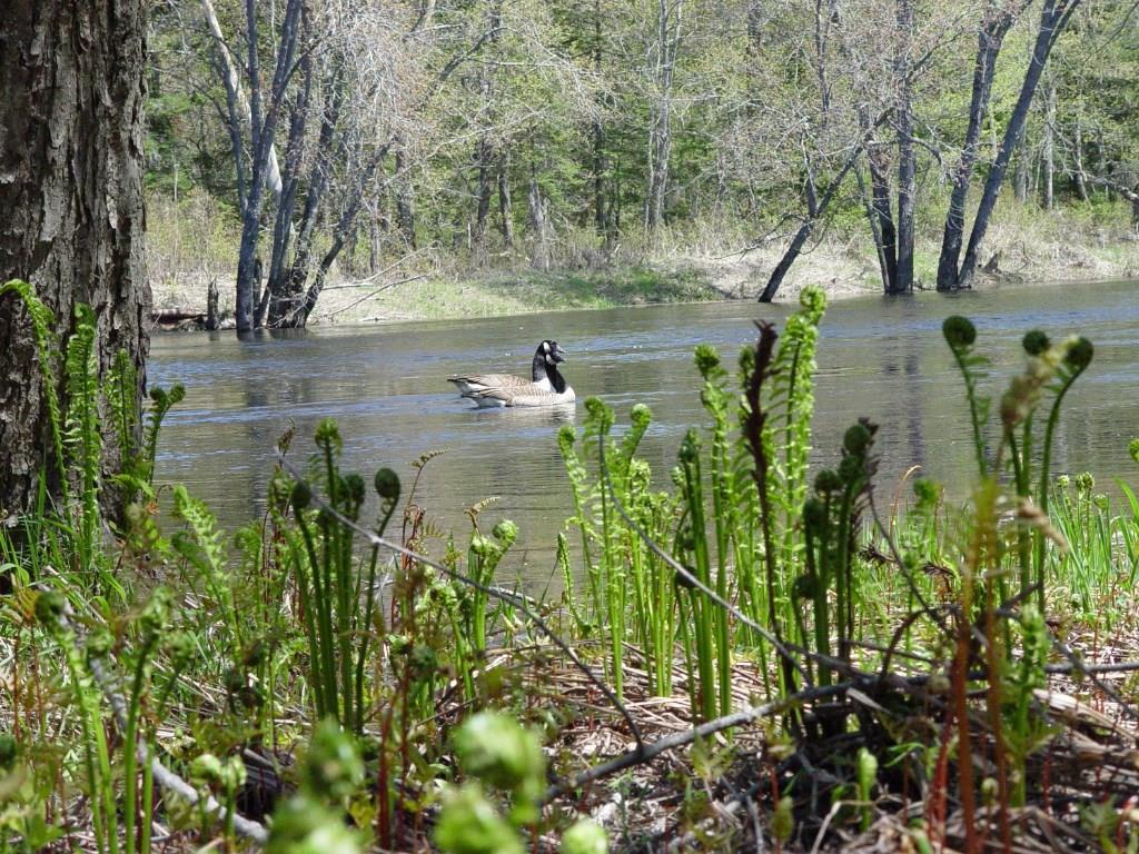 On Skagrock Road Wytopitlock, ME 04497 - Photo 3 of 22 Maine Land for Sale in Haynesville,...