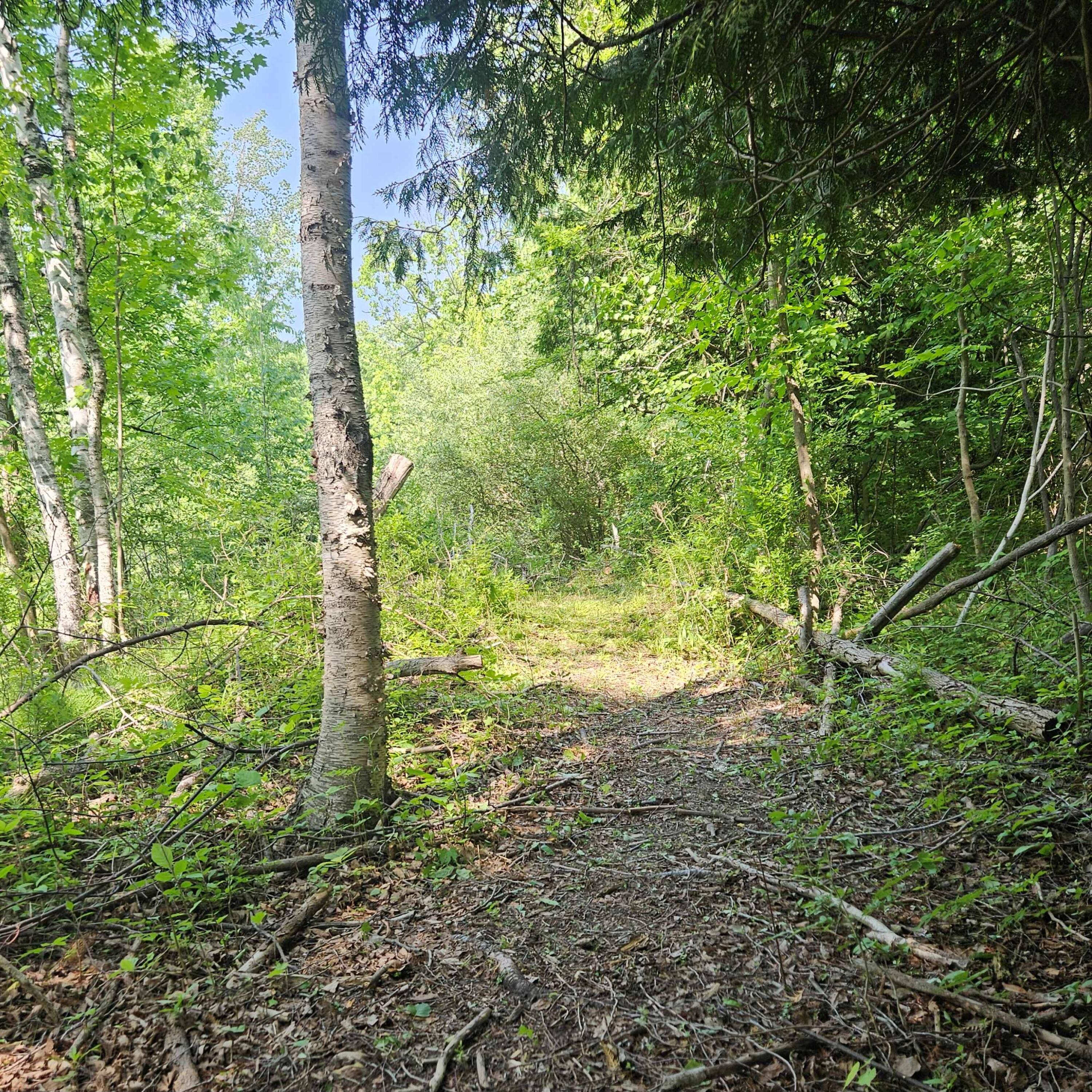 0 East Dayton Road Caro, MI 48723 - Photo 7 of 17 Foot path