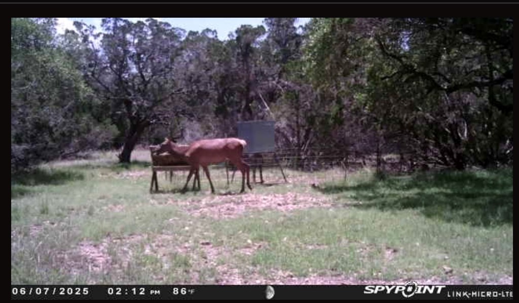 180 Bee Hive Road Hunt, TX 78024 - Photo 12 of 61