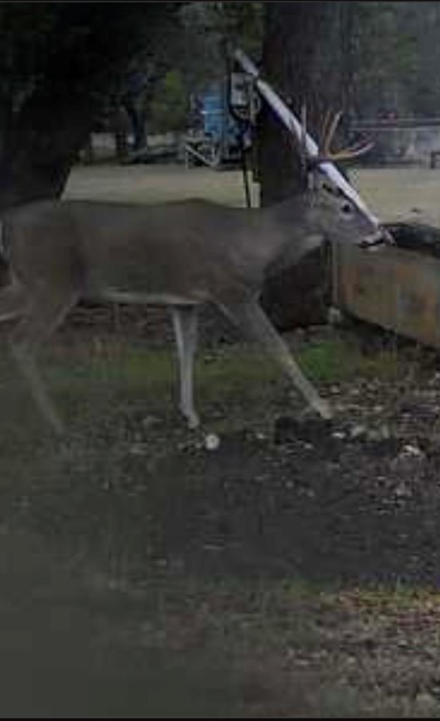 180 Bee Hive Road Hunt, TX 78024 - Photo 17 of 61