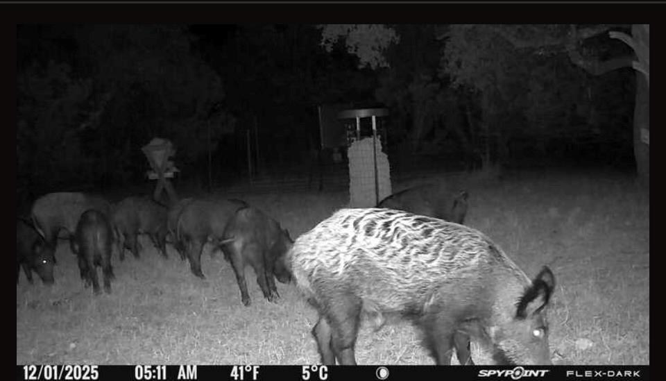 180 Bee Hive Road Hunt, TX 78024 - Photo 19 of 61