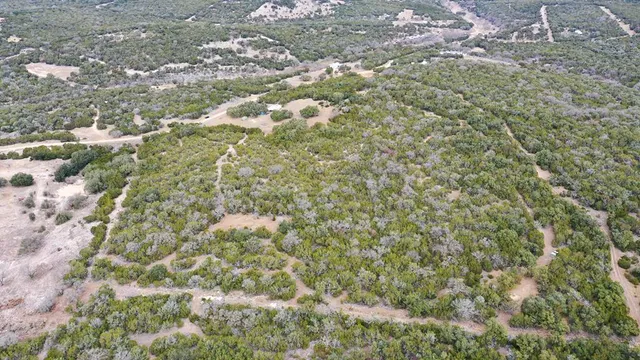 a black and white photo of a tree