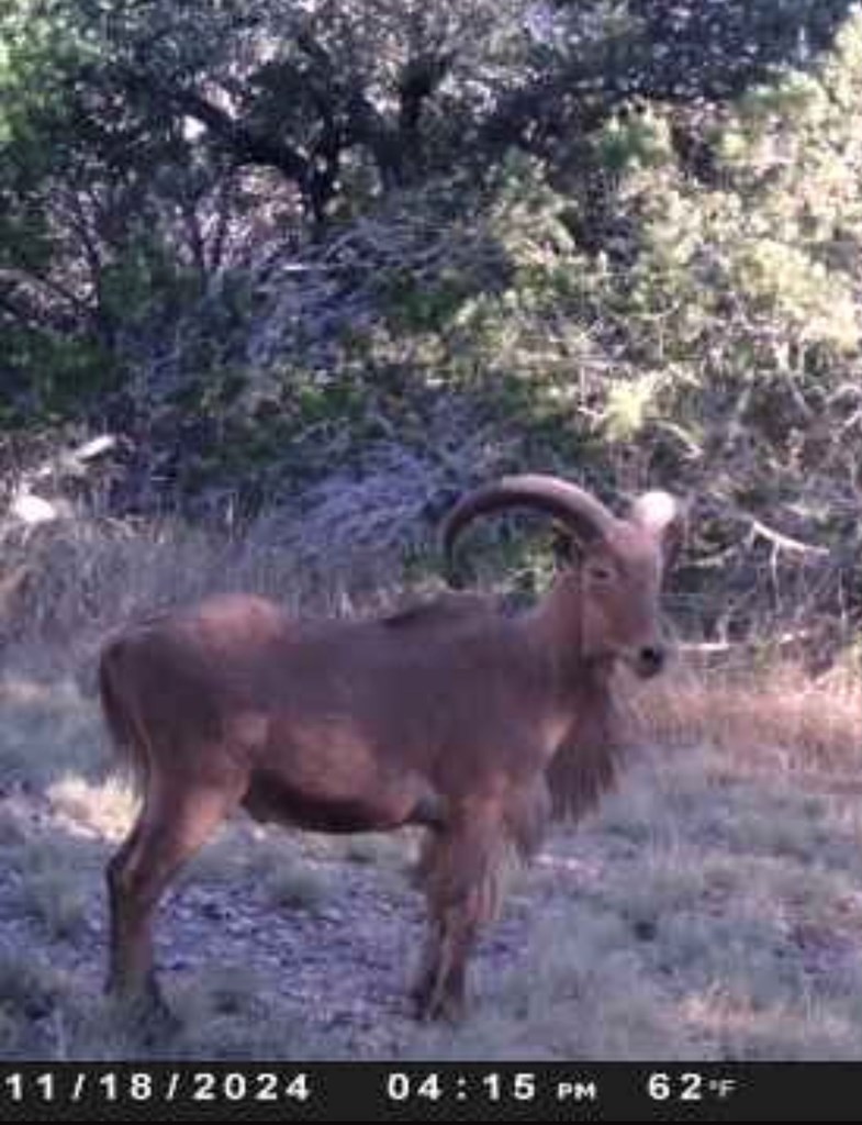 180 Bee Hive Road Hunt, TX 78024 - Photo 7 of 61 Abundant Wildlife