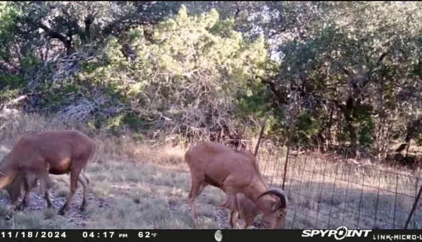 $650,000 | 180 Bee Hive Road, Hunt, TX 78024