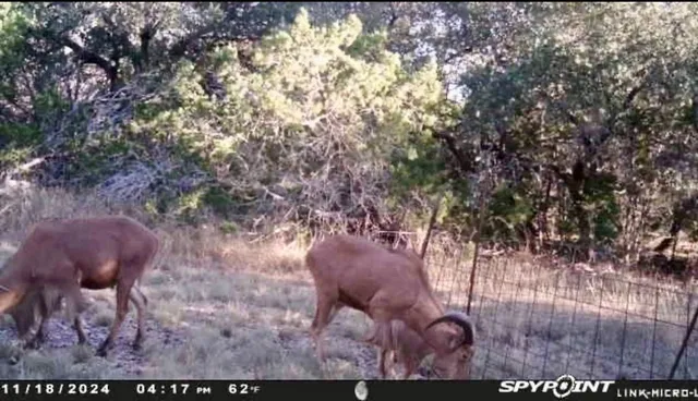 a view of backyard with green space