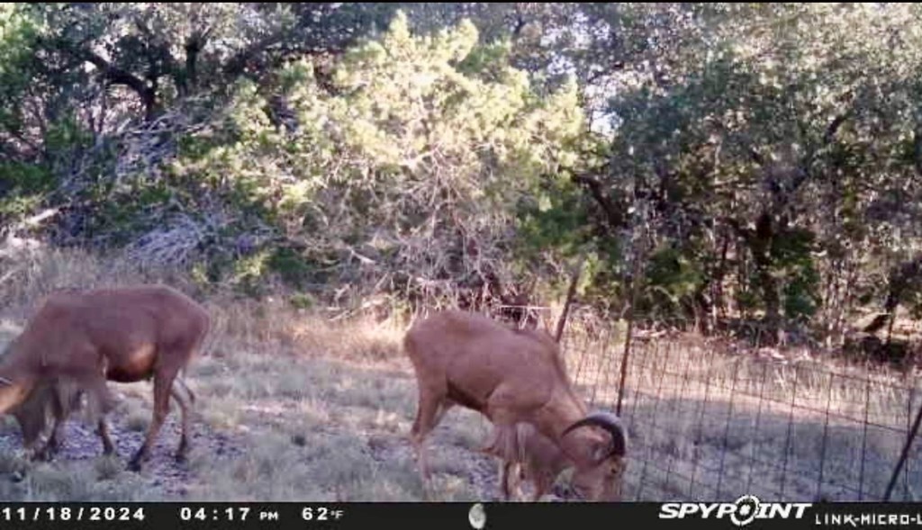 180 Bee Hive Road Hunt, TX 78024 - Photo 8 of 61