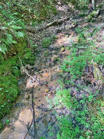 a view of a yard with a tree