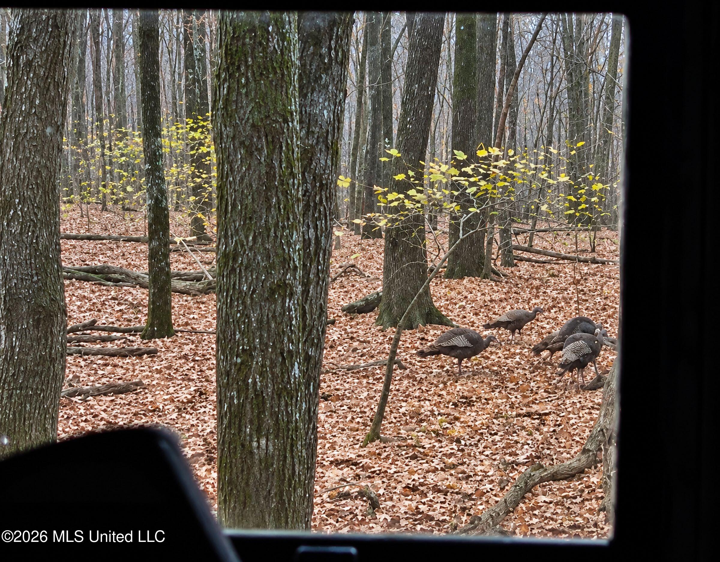 Howard Street Marks, MS 38646 - Photo 9 of 71 qc40 turkeys from stand2