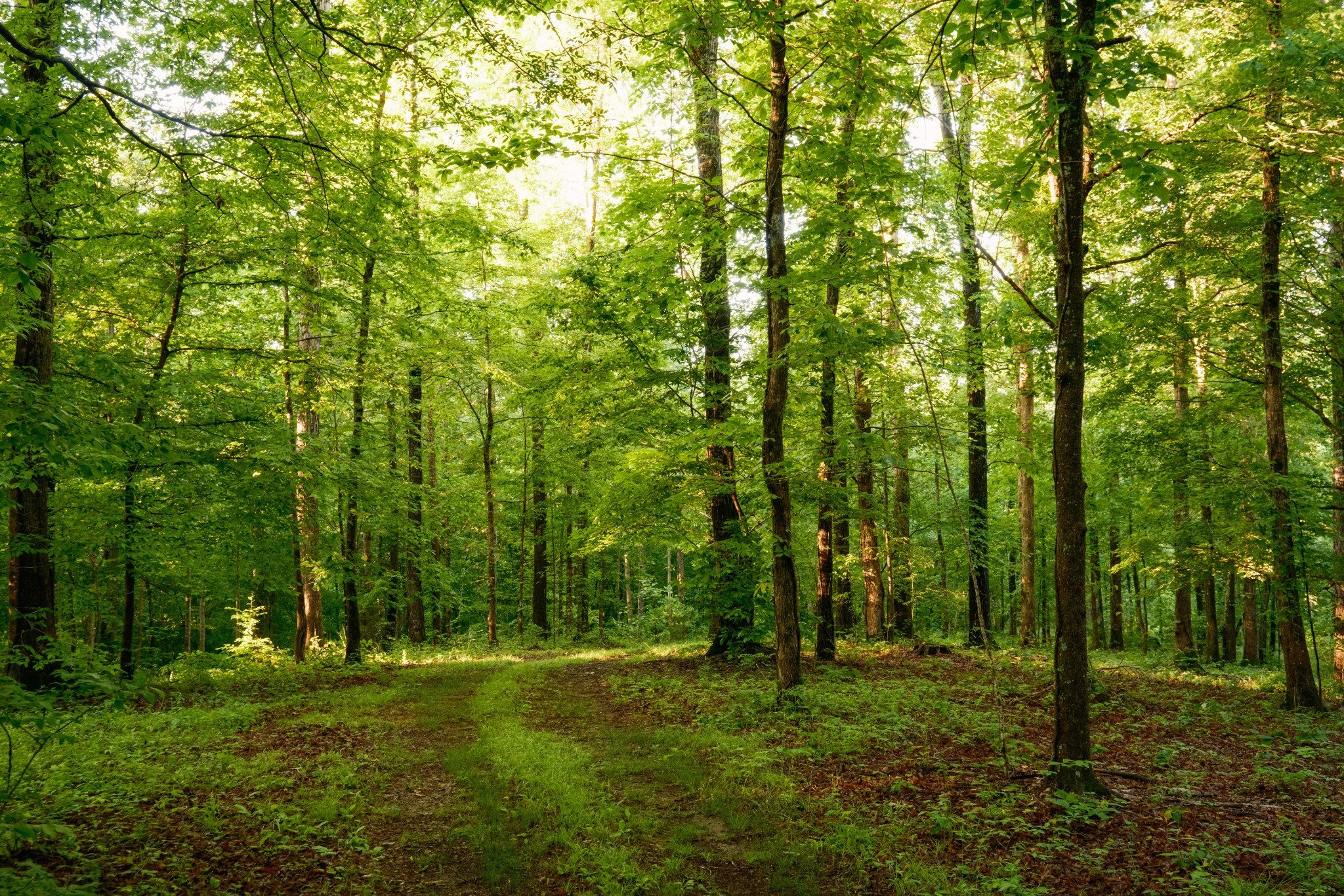 7556 Caney Fork Road Fairview, TN 37062 - Photo 21 of 47 a view of a trees in a yard