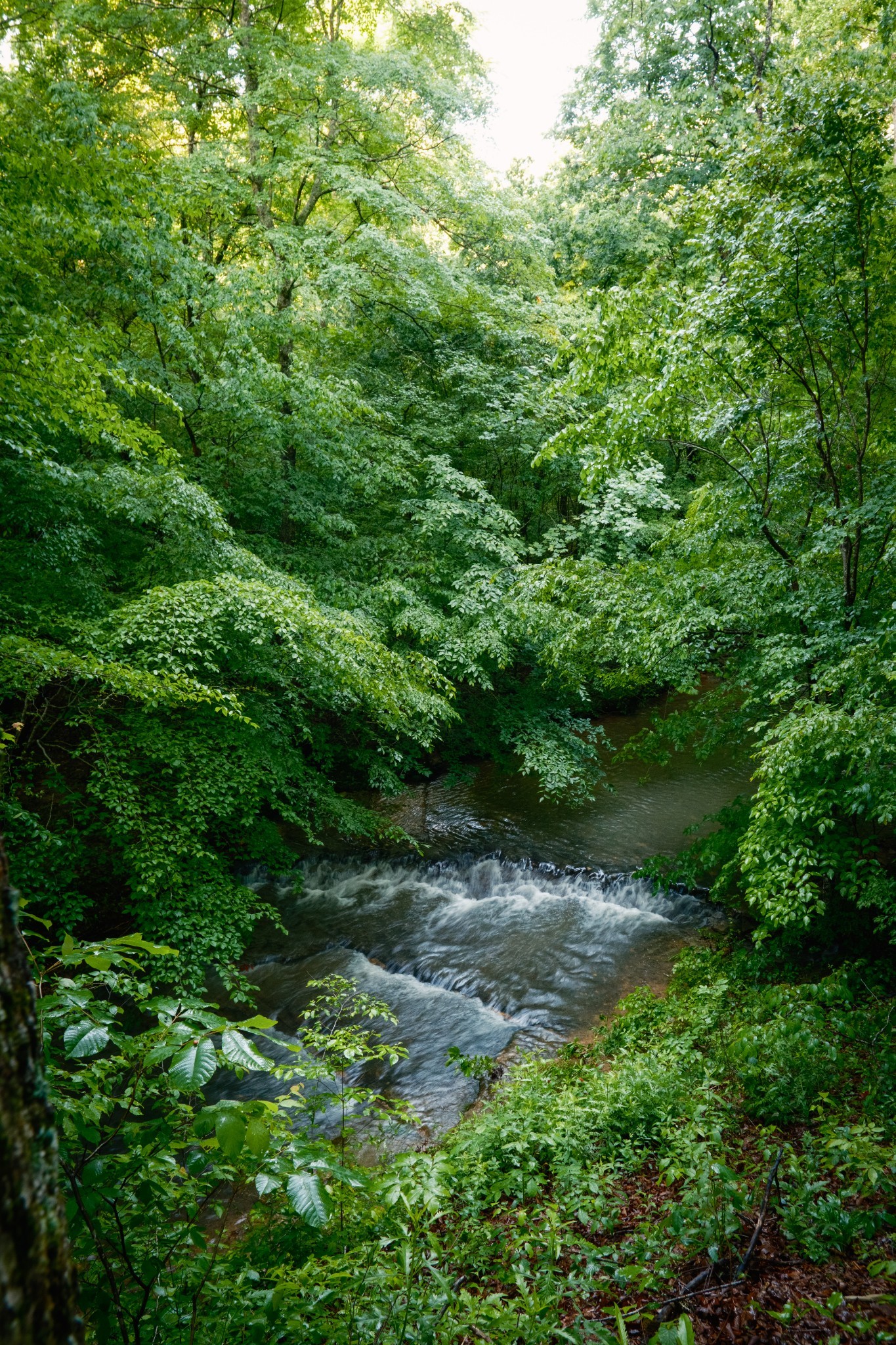 7556 Caney Fork Road Fairview, TN 37062 - Photo 39 of 47 a view of a lush green forest