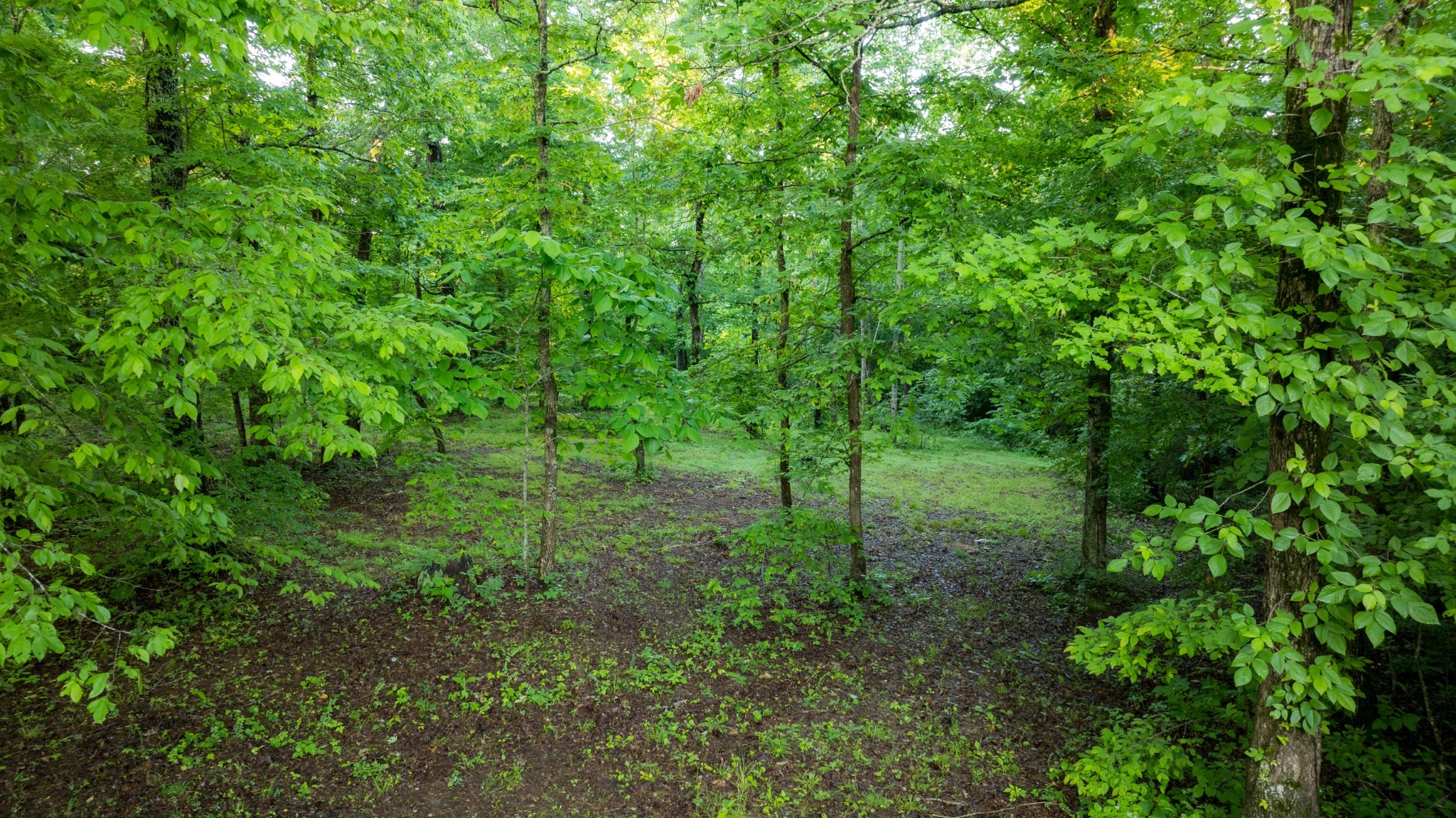 7556 Caney Fork Road Fairview, TN 37062 - Photo 40 of 47 a view of a lush green forest