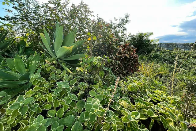 $101,000 | 12-5169 Rd Pahoa Hi 96778, Pahoa, HI 96778