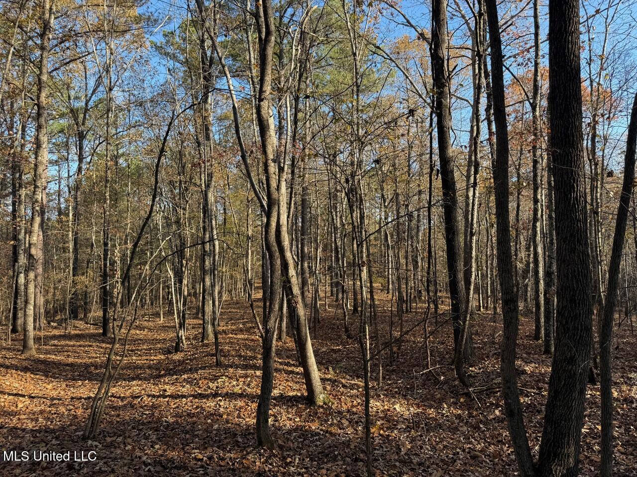 5 Mill Pond Road Lamar, MS 38642 - Photo 22 of 99 IMG_0149