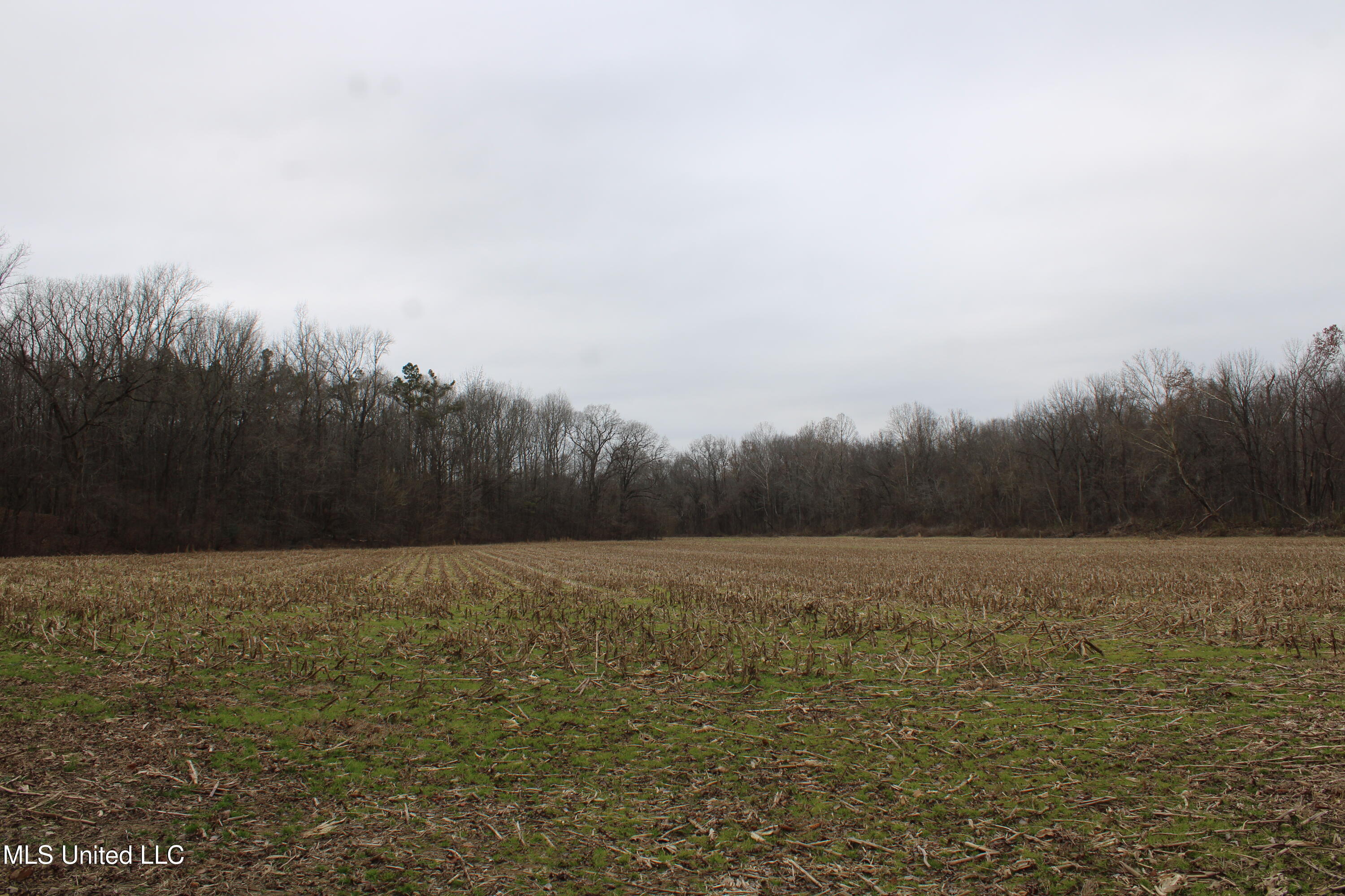 5 Mill Pond Road Lamar, MS 38642 - Photo 54 of 99 IMG_5274