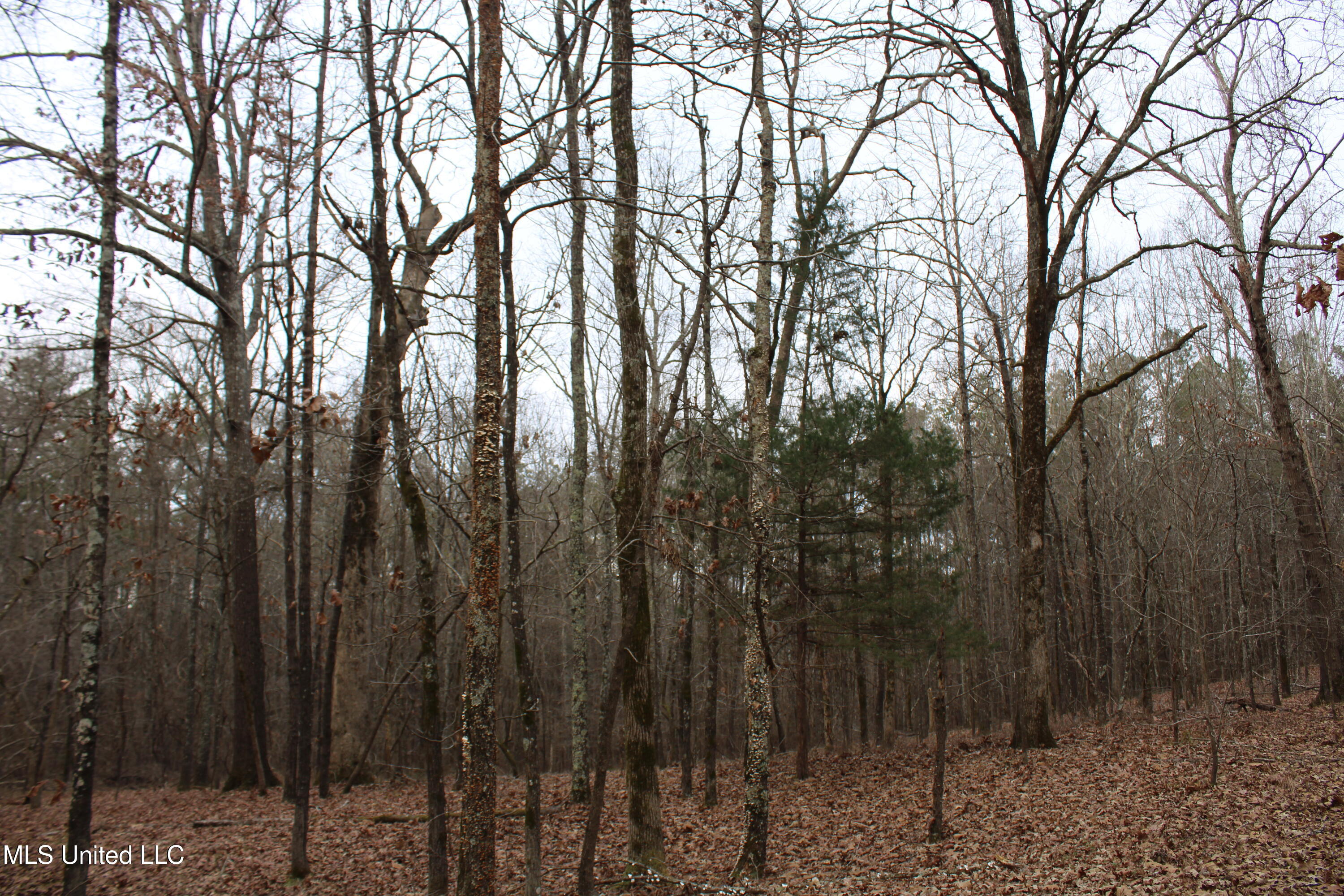 5 Mill Pond Road Lamar, MS 38642 - Photo 64 of 99 IMG_5284