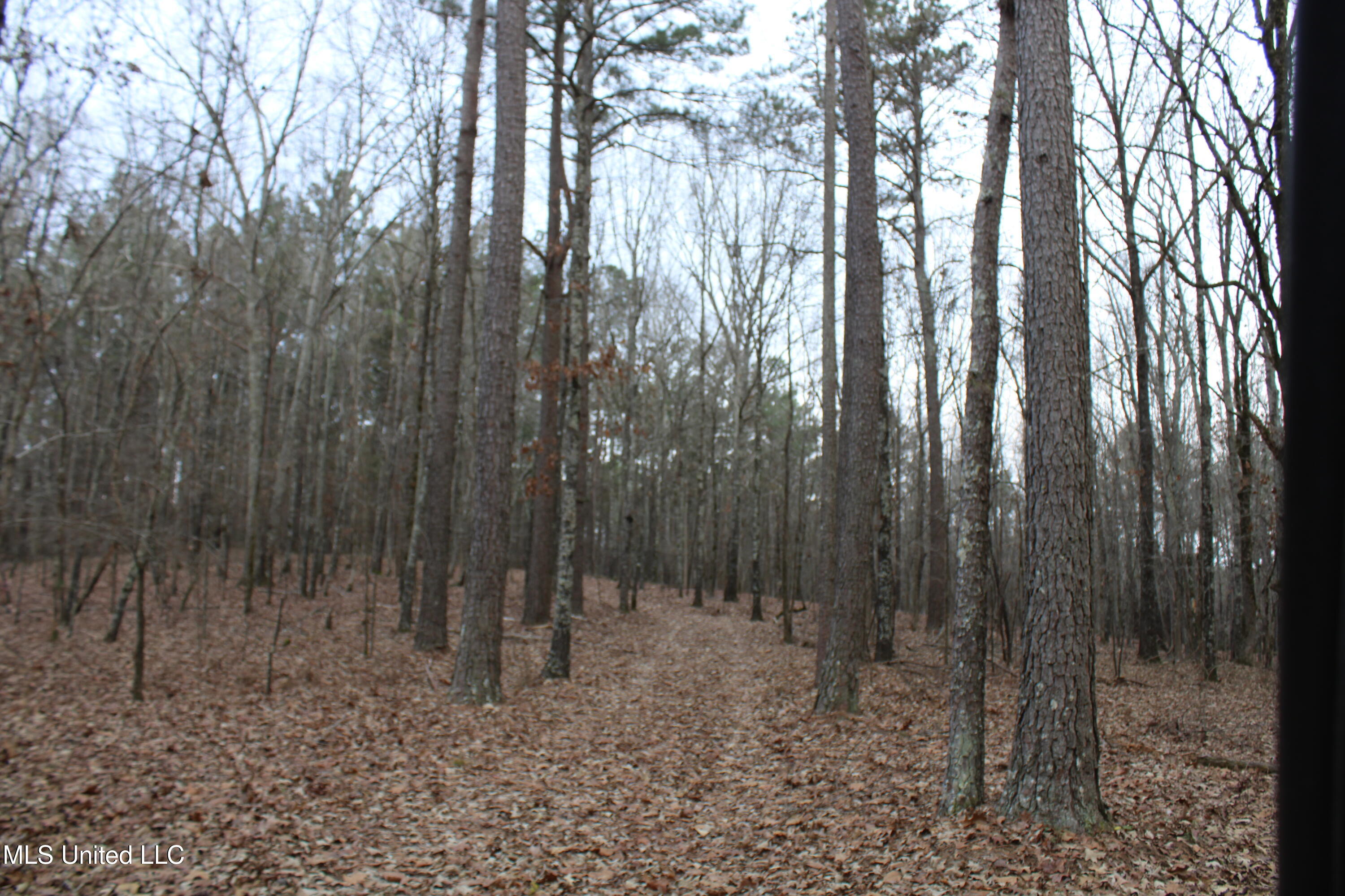 5 Mill Pond Road Lamar, MS 38642 - Photo 65 of 99 IMG_5285