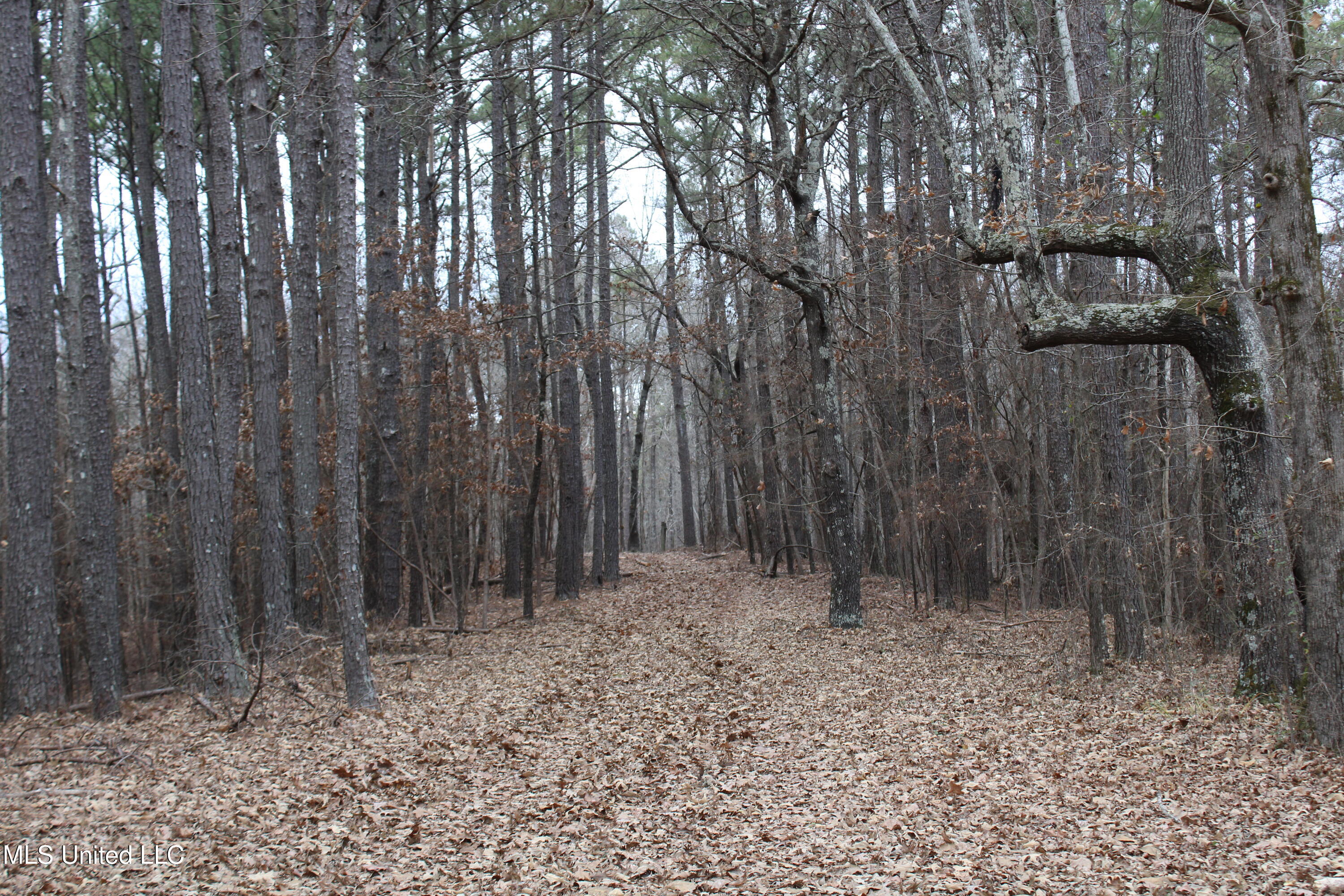 5 Mill Pond Road Lamar, MS 38642 - Photo 69 of 99 IMG_5289