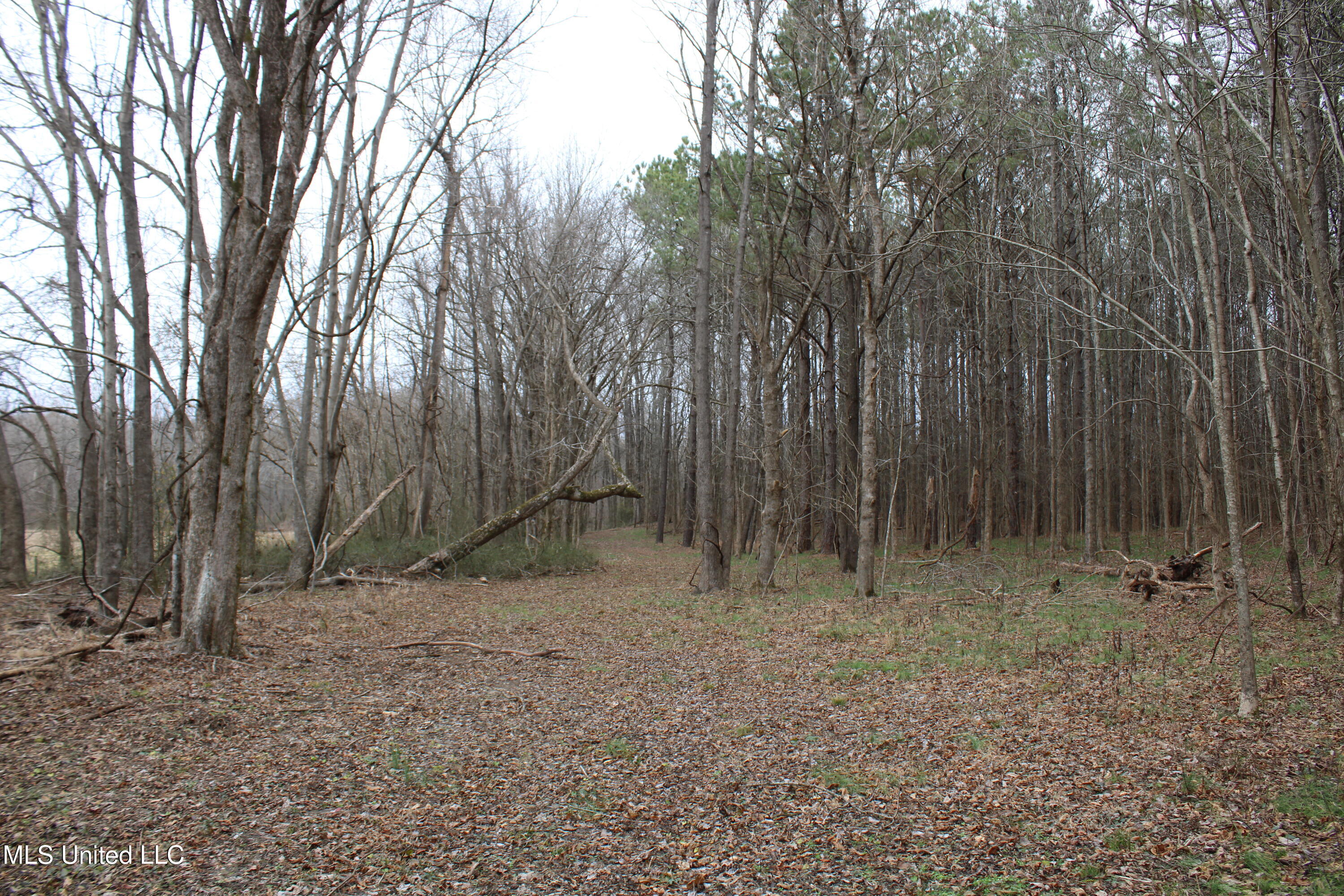 5 Mill Pond Road Lamar, MS 38642 - Photo 82 of 99 IMG_5302