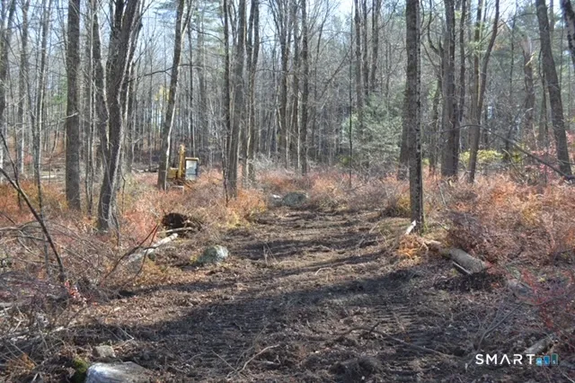 a view of a forest with trees