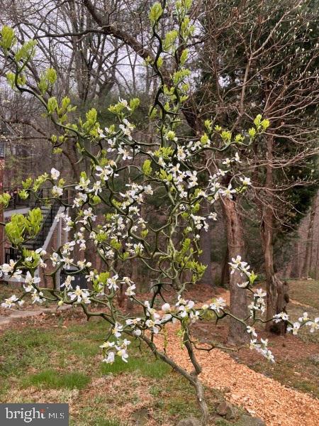 10605 Meadowhill Road Silver Spring, MD 20901 - Photo 48 of 59