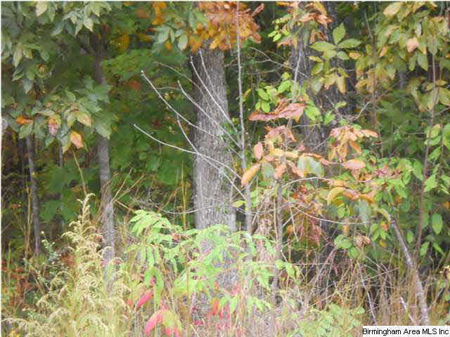 Rocky Road, Unit 58 Sylacauga, AL 35151 - Photo 4 of 7