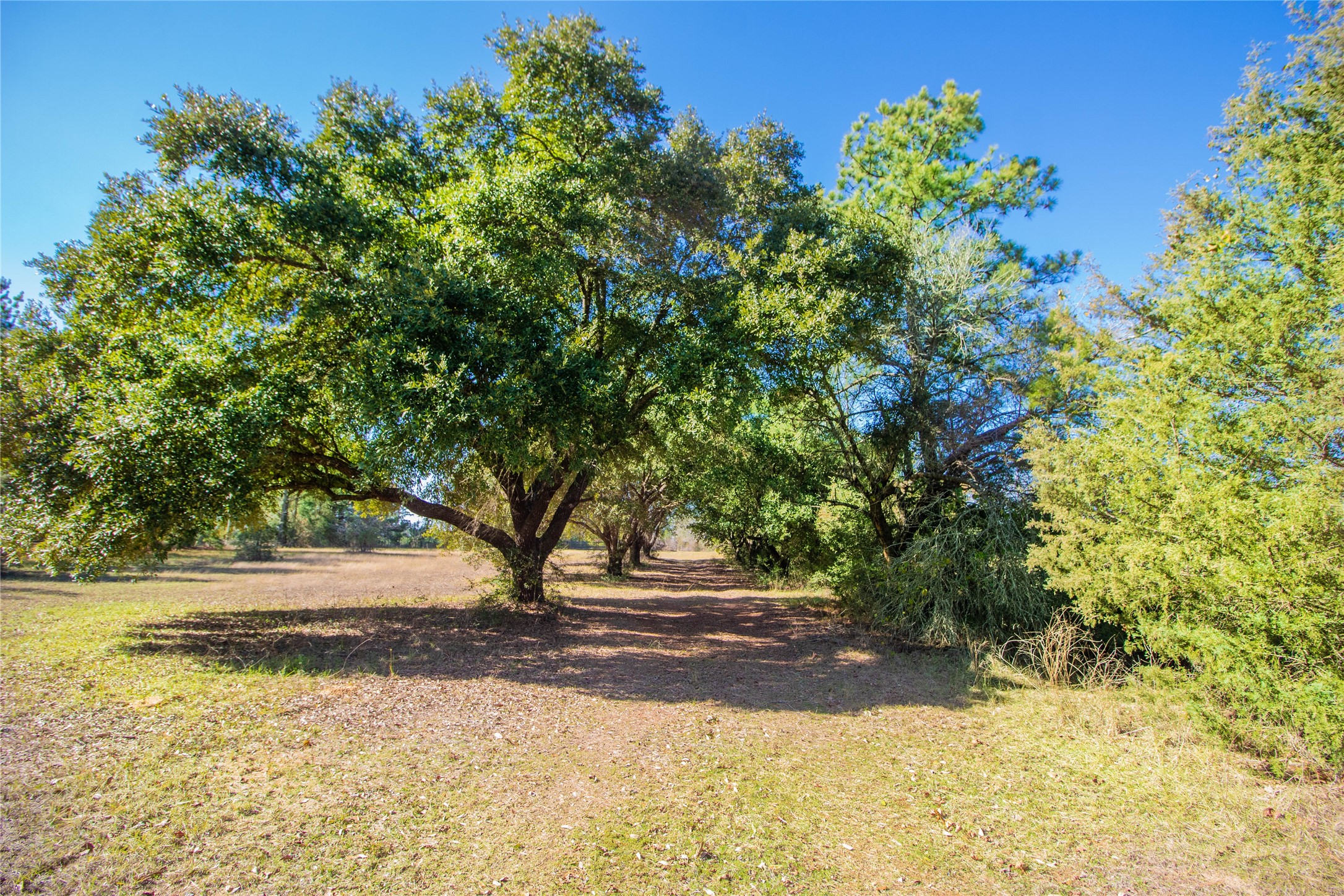 2764 Richardson Road East Livingston, TX 77351 - Photo 16 of 30