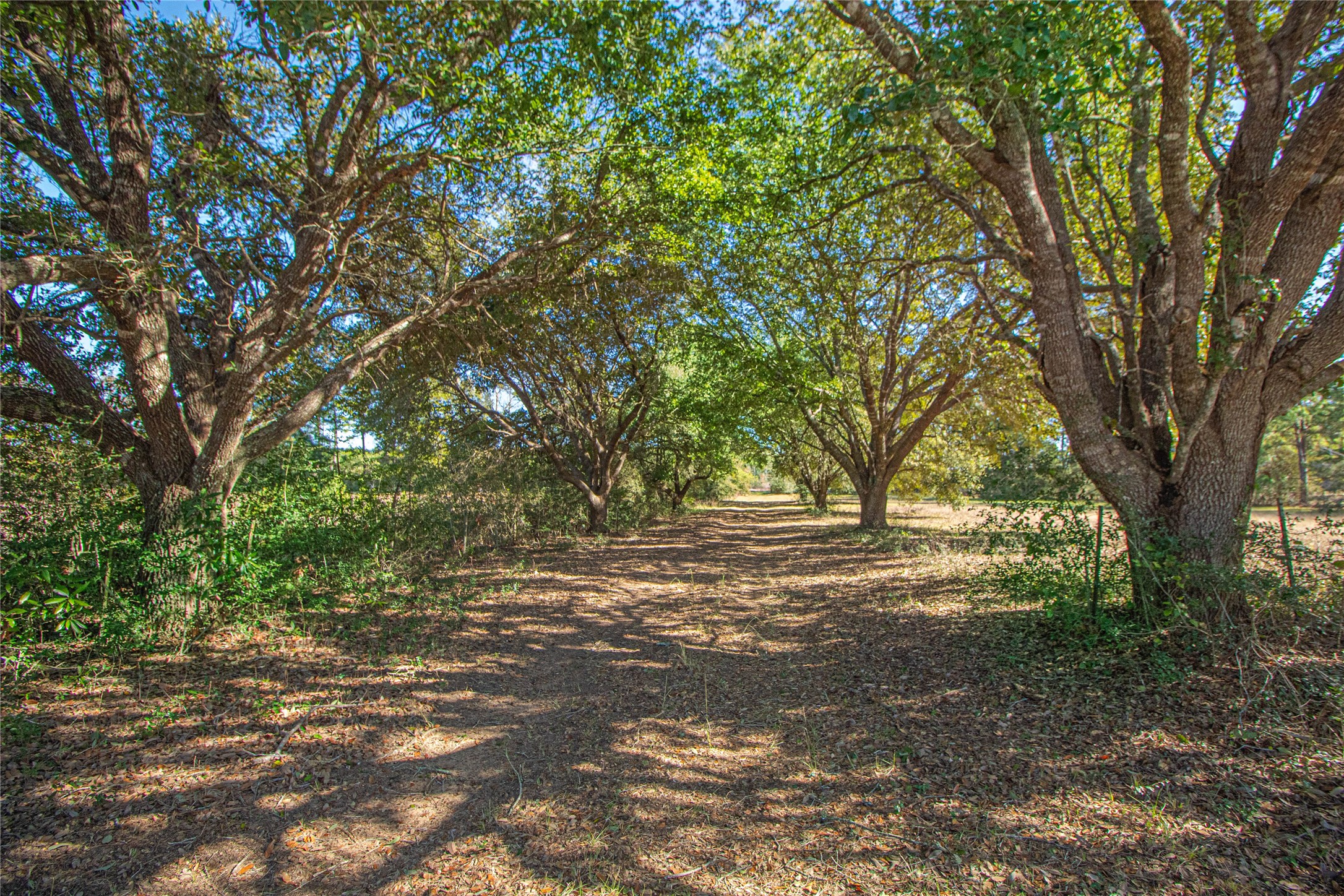 2764 Richardson Road East Livingston, TX 77351 - Photo 7 of 30
