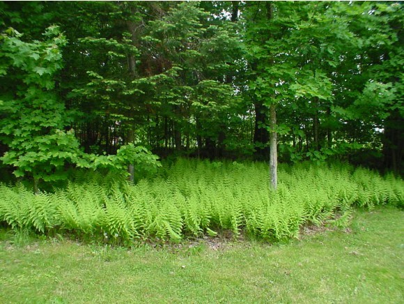 40 Maciver Road Littleton, NH 03561 - Photo 15 of 15 Gallery Image 15