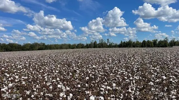 a view of a bunch of trees