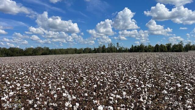 0 Christmasville Road Medina, TN 38355 - Photo 6 of 37 a view of a bunch of trees