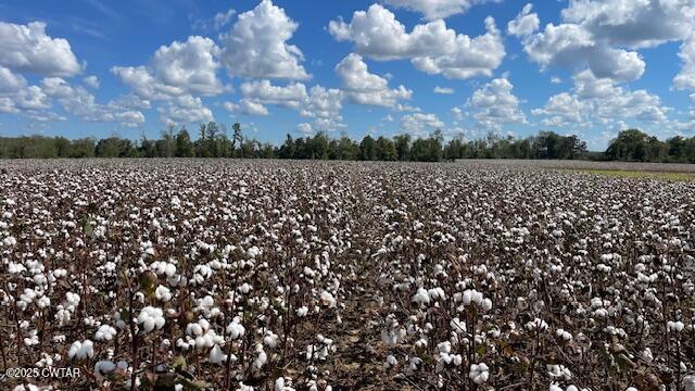 0 Christmasville Road Medina, TN 38355 - Photo 7 of 37 IMG_1852