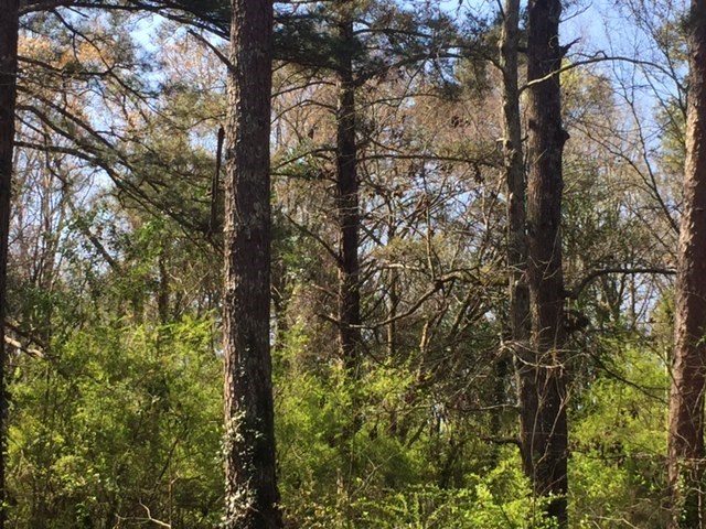 5570 Forsyth Road, Unit 210 Macon, GA 31210 - Photo 2 of 3 a view of forest