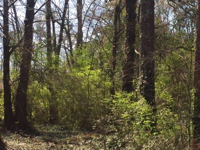 5570 Forsyth Road, Unit 210 Macon, GA 31210 - Photo 3 of 3 a view of a forest with a tree