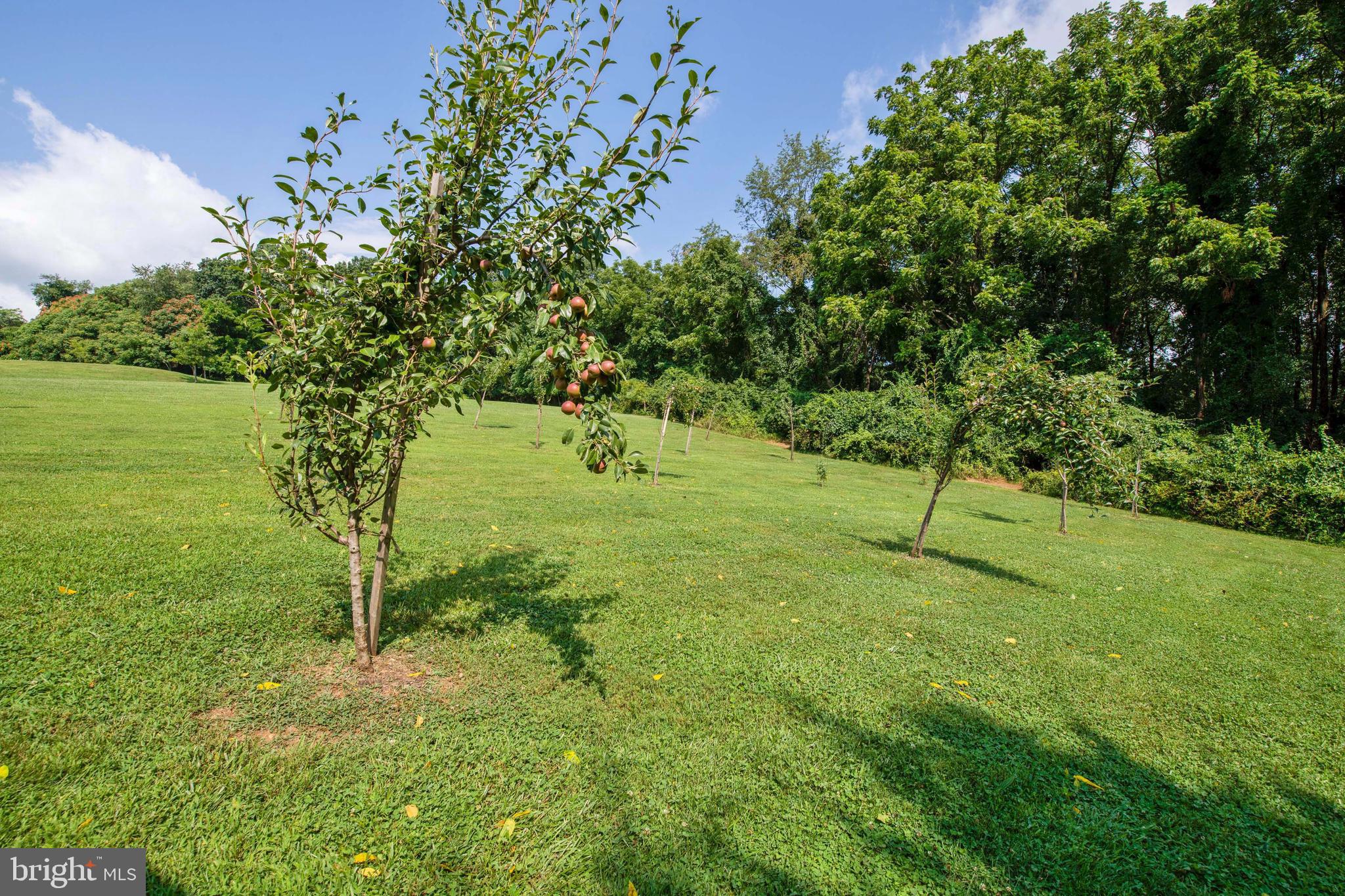 1066 Berberi Road Westminster, MD 21157 - Photo 43 of 58 Young Orchard Trees