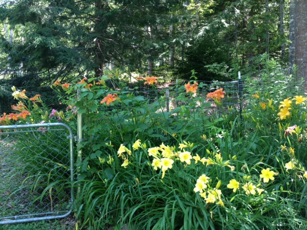56 Hathorn Point Road Tenants Harbor, ME 04860 - Photo 26 of 34 Day Lilies and enclosed area for pets.