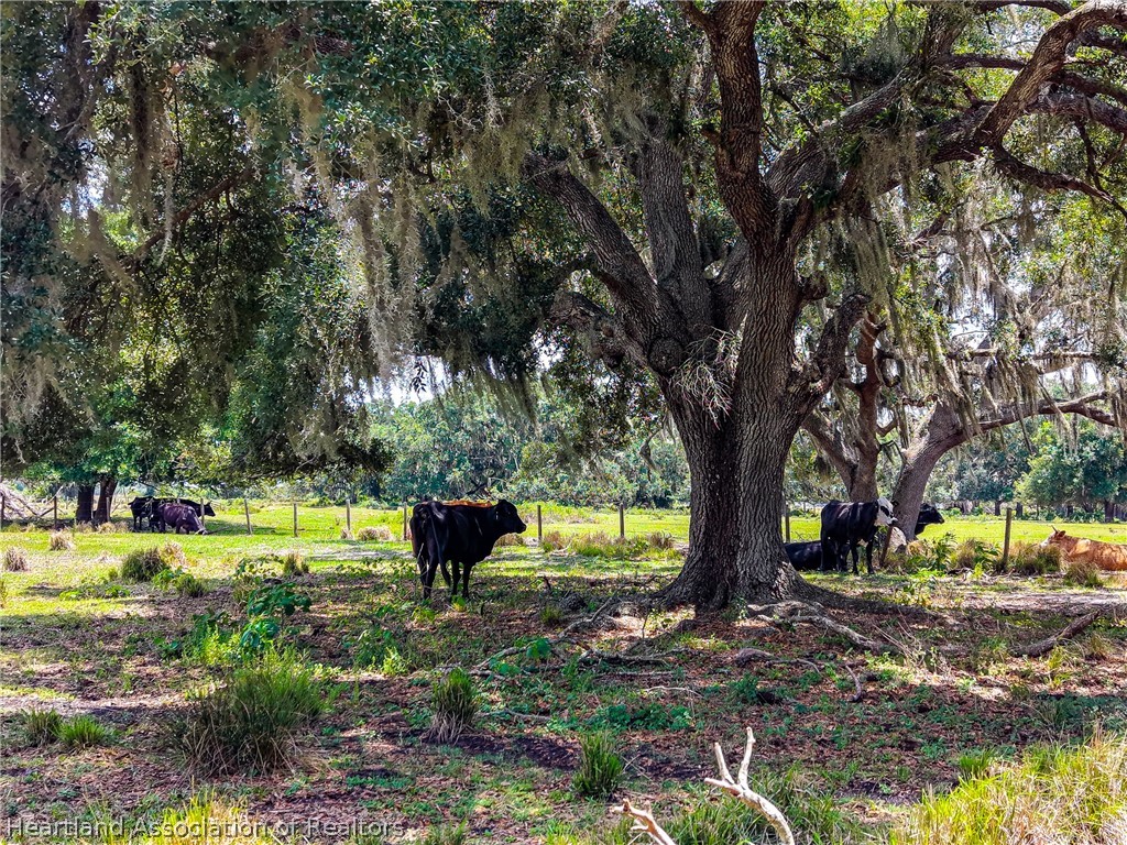 3030 North Nursery Road Zolfo Springs, FL 33890 - Photo 4 of 32
